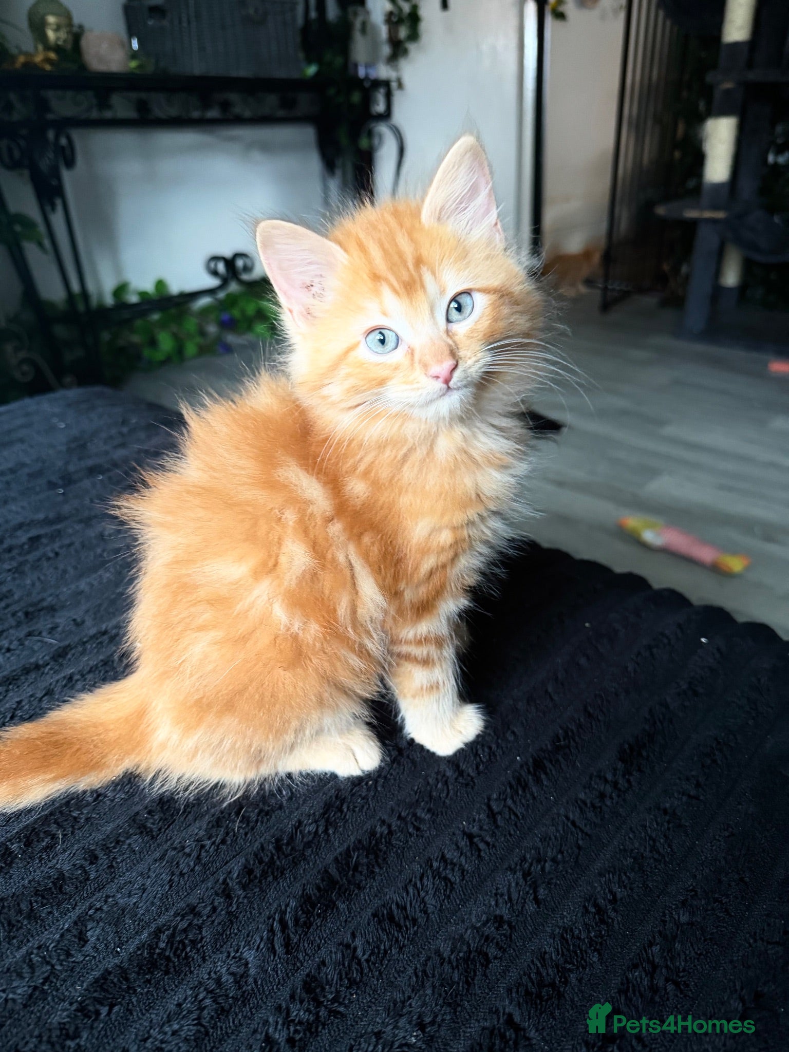 Ragdoll cats READY NOW Tabby Ragdoll Kittens for Sale 🐯  - Advert 5