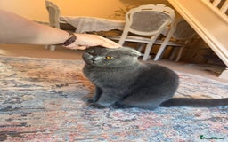 British Shorthair cats for sale: Beautiful Gentle Male British Shorthair - Image 4