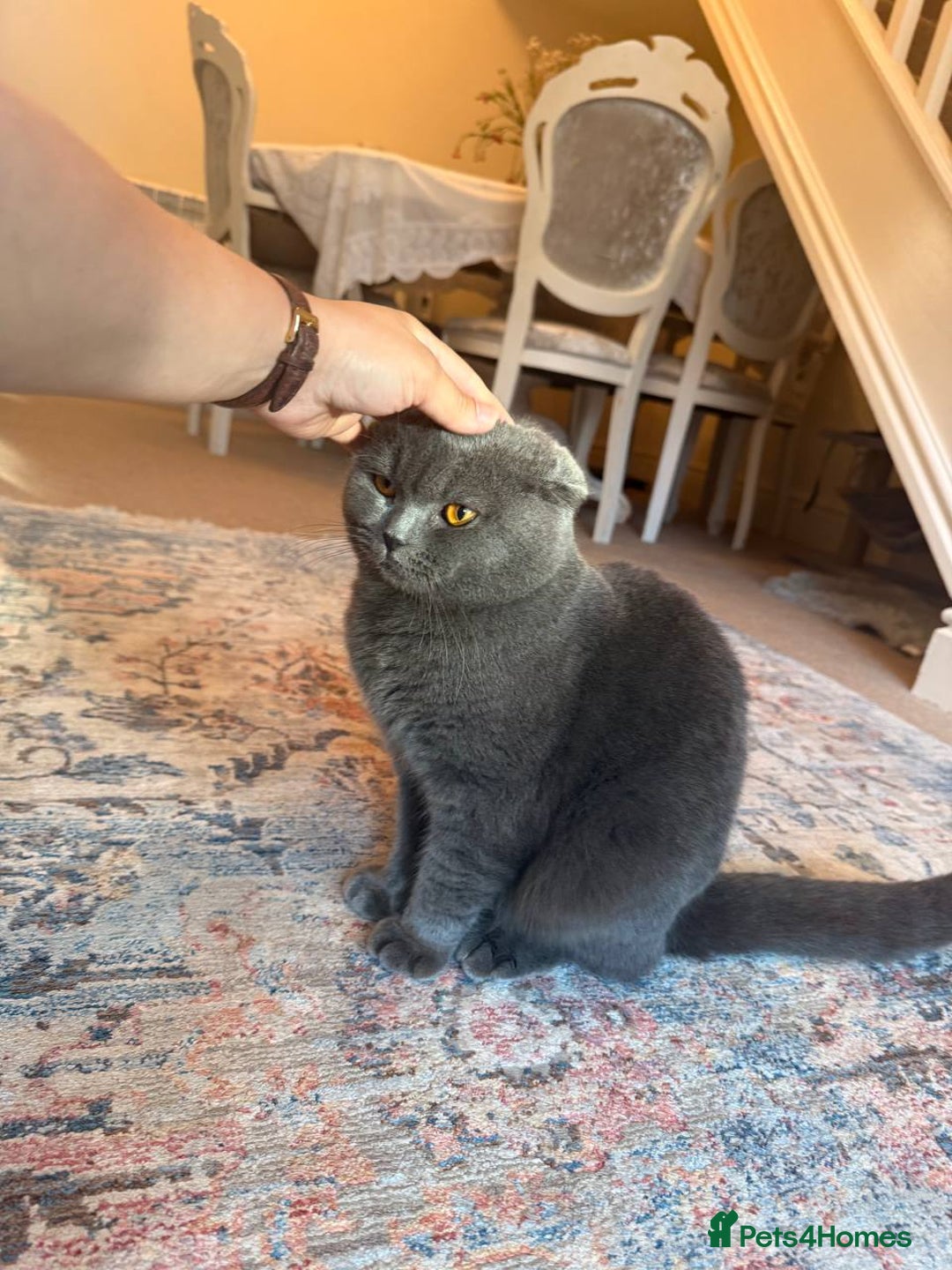 British Shorthair cats for sale: Beautiful Gentle Male British Shorthair - Image 4