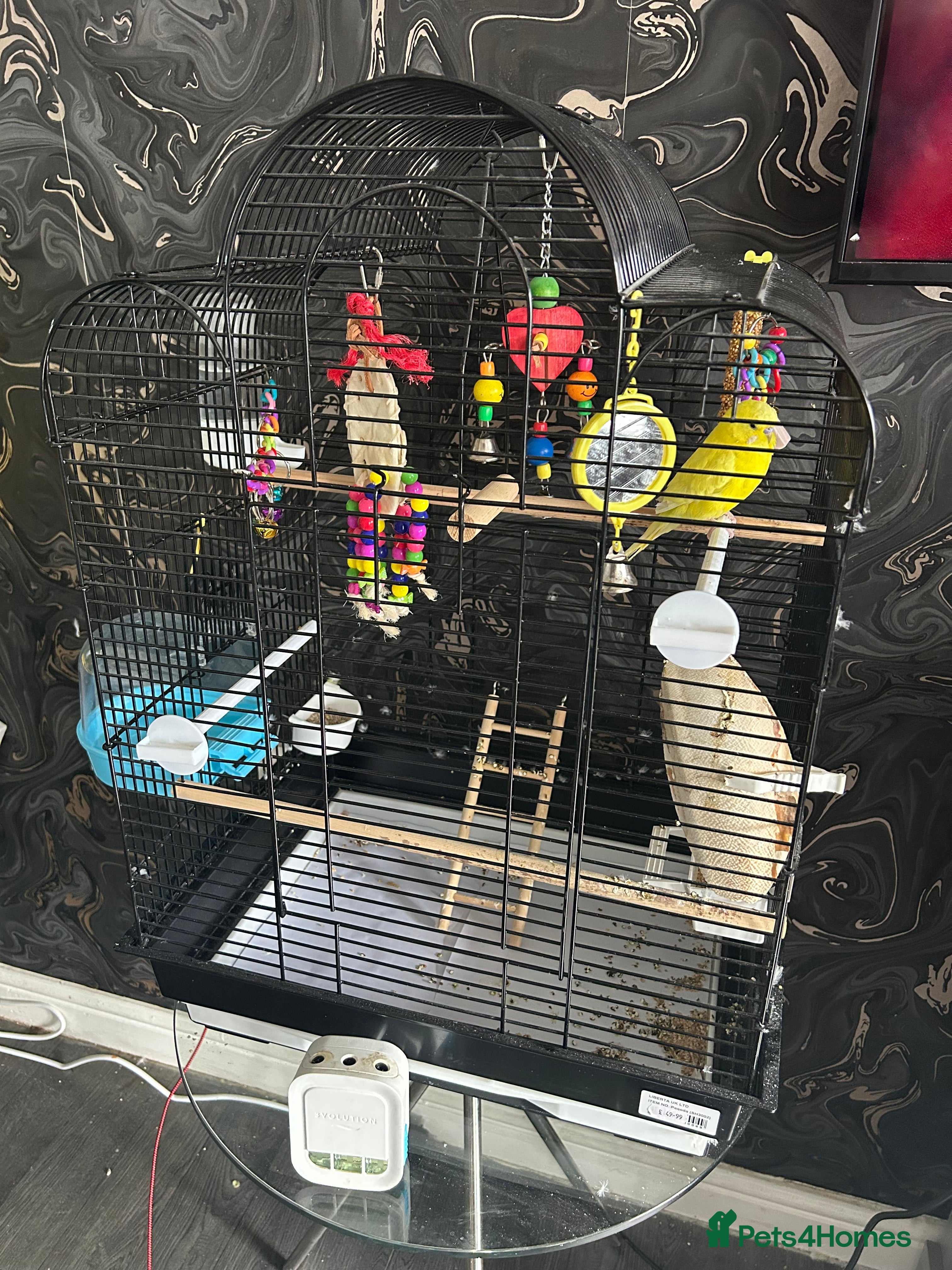 Budgerigars birds Yellow make budgie and cage  - Advert 1