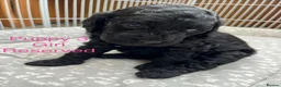 Cockapoo dogs for sale: 🐾REHOMED 🐾 Beautiful Black F1b Cockapoo 🖤 - Advert 20