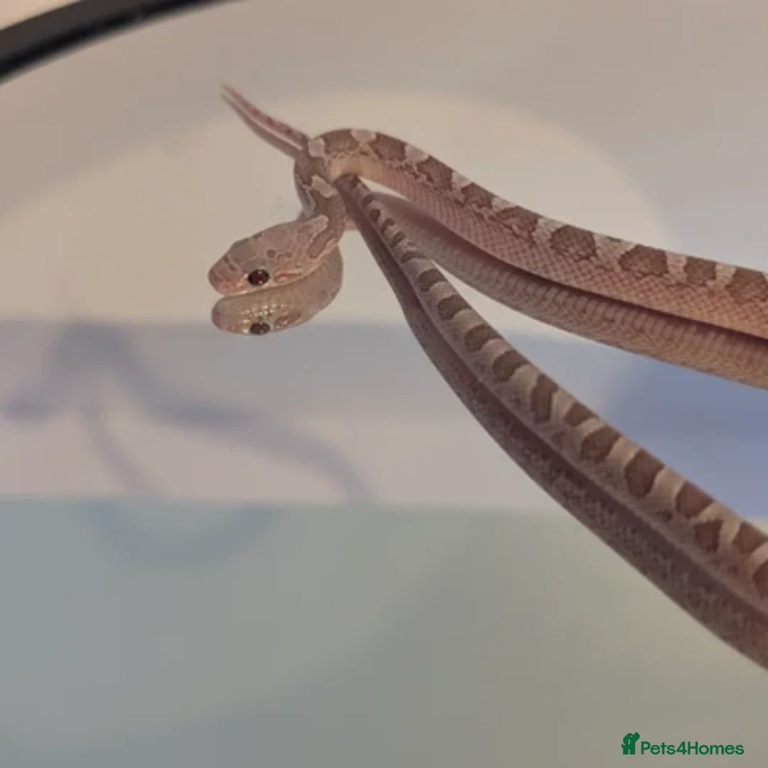 Corn Snake reptiles for sale: Pied Babies for sale - Image 7