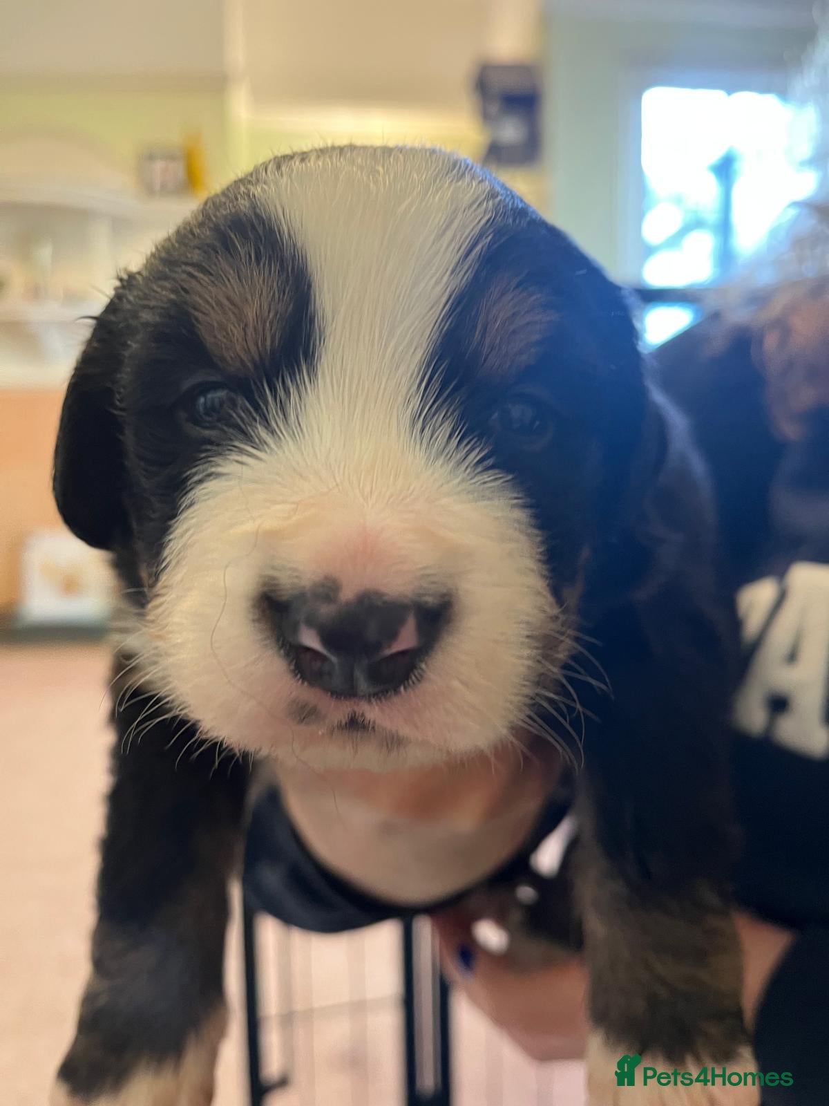 Bernese Mountain Dog dogs Stunning purebred Bernese Mountain Puppies - Advert 2