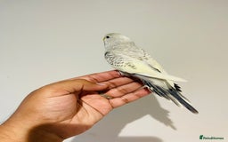Budgerigars birds for sale: Hand reared budgies for sale  - Image 7