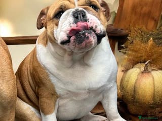 English Bulldog dogs KC registered Female English Bulldog - Advert 5
