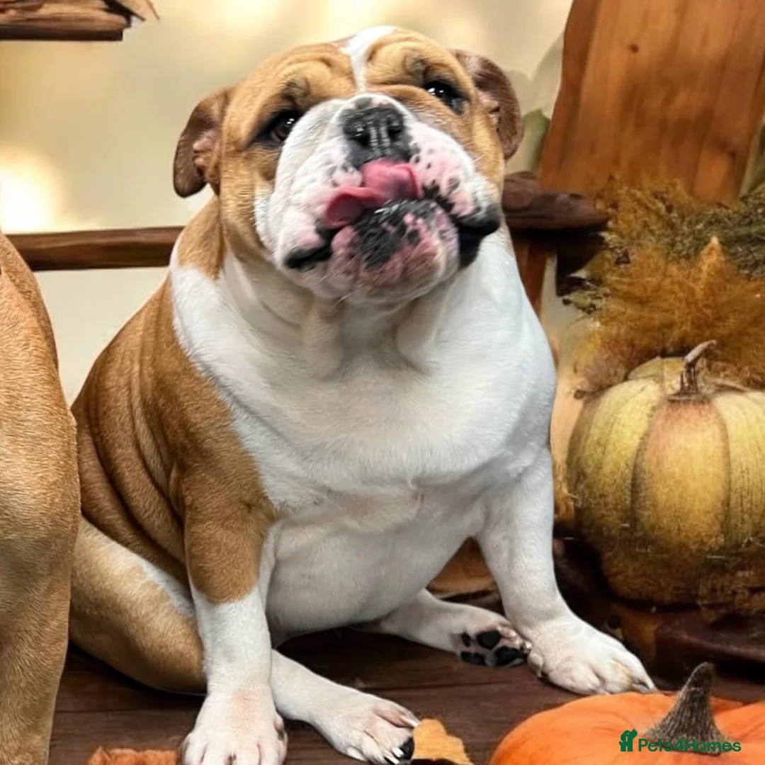 English Bulldog dogs for sale: KC registered Female English Bulldog - Advert 1