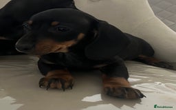 Miniature Dachshund dogs for sale: Beautiful mini dachshunds  - Image 4