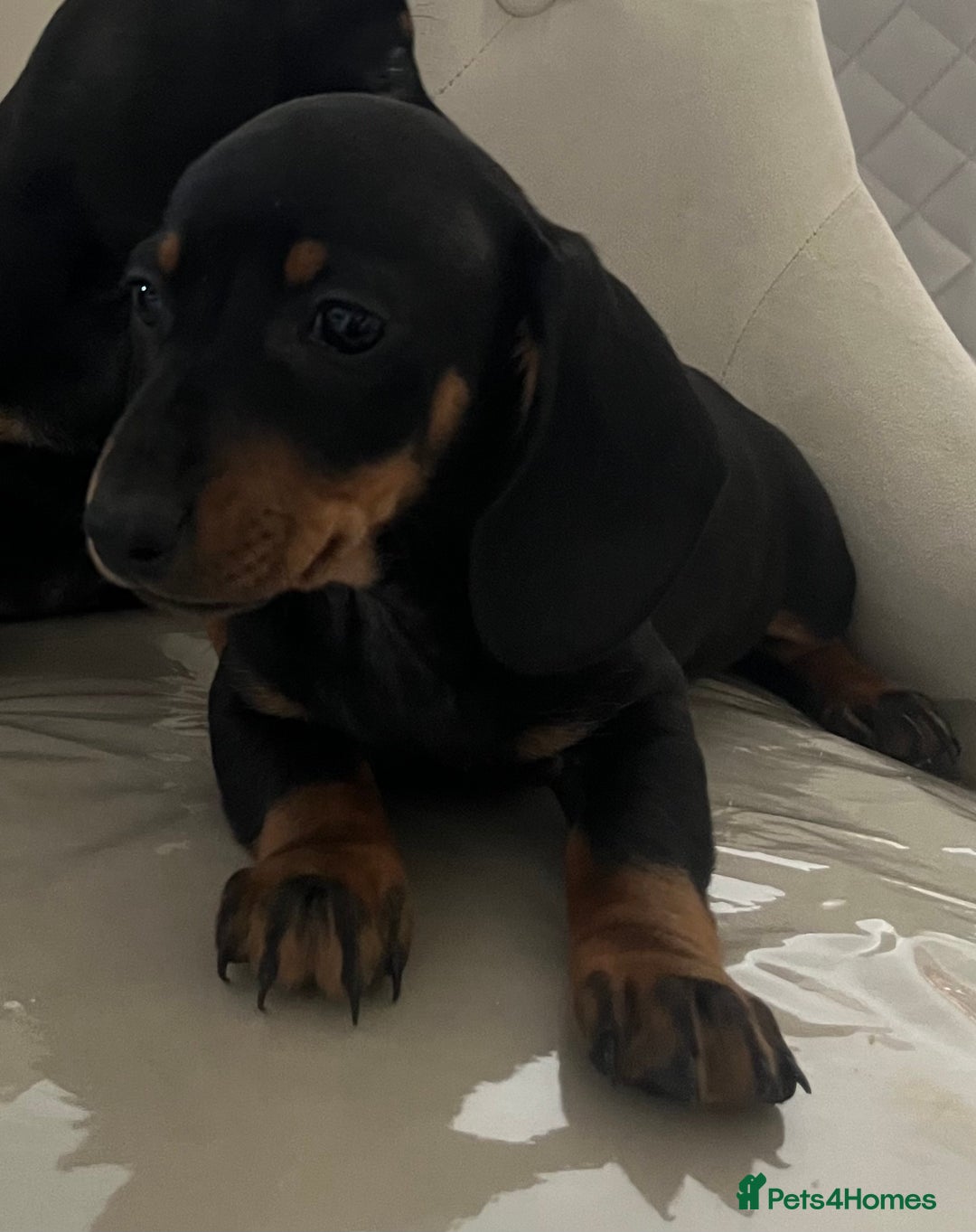 Miniature Dachshund dogs for sale: Beautiful mini dachshunds  - Image 4