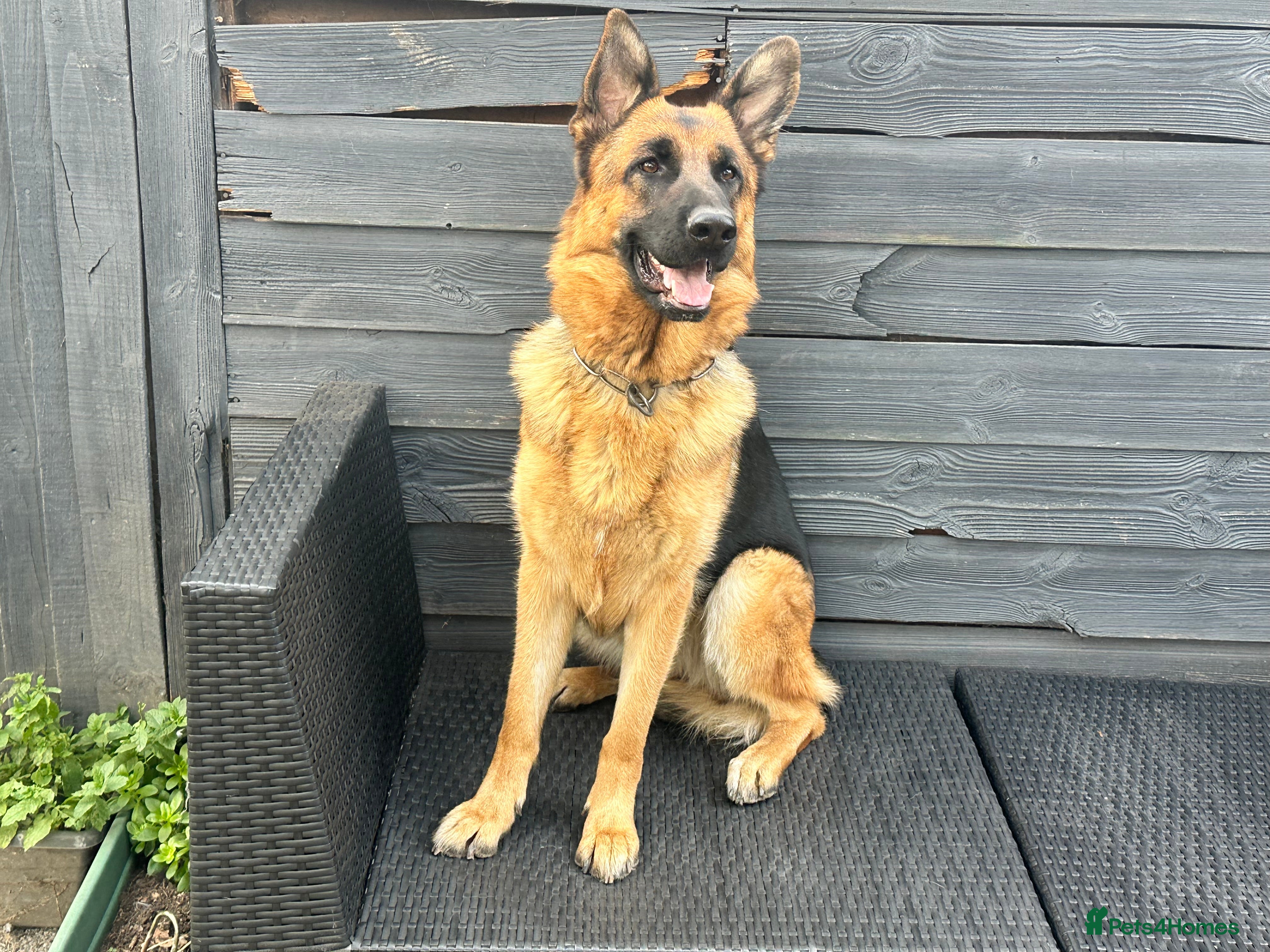 German Shepherd dogs Top Quality trained Guard Dog GSD female puppy - Advert 17
