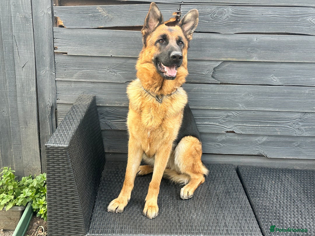 German Shepherd dogs for sale: Top Quality German Shepherd Short hair Bitch puppy - Image 3