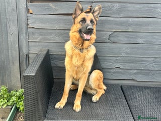 German Shepherd dogs Top Quality trained Guard Dog GSD female puppy - Advert 12