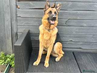 German Shepherd dogs Top Quality trained Guard Dog GSD female puppy - Advert 18