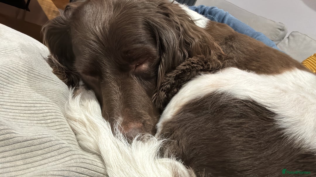 English Springer Spaniel dogs for sale: Darcy, Springer Spaniel. 7Yr needs new loving home - Image 4