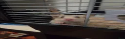 Hamster rodents for sale: Syrian Hamster for a lovely home in London - Advert 2