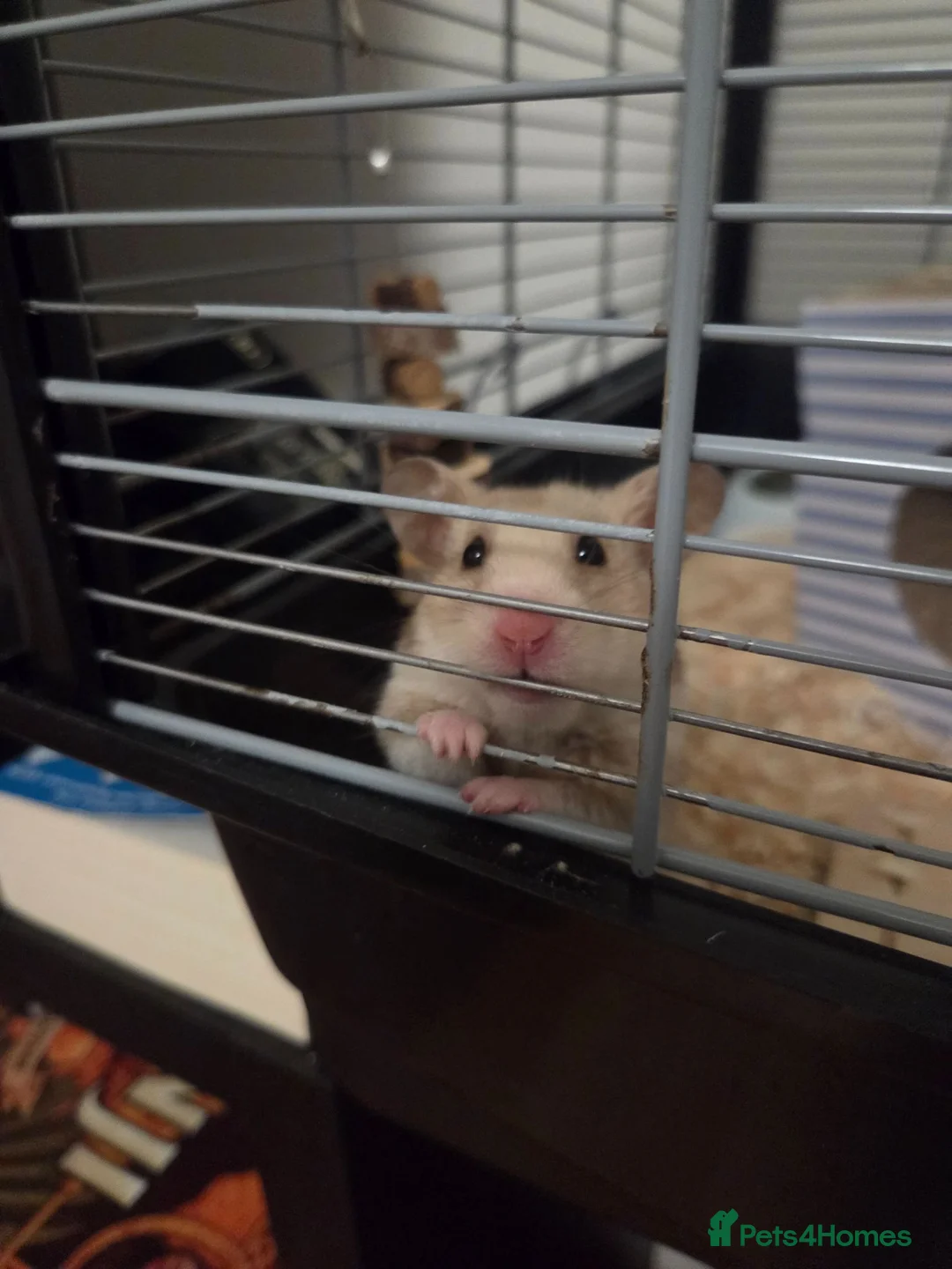 Hamster rodents for sale: Syrian Hamster for a lovely home in London - Advert 2