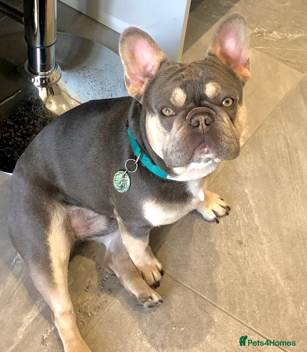 French Bulldog dogs for stud: QUALITY LILAC & TAN QUAD SILVER HEALTH TESTED + in Stoke-on-Trent - Advert 3