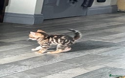 Bengal cats for sale: Cute and fluffy half Bengal kittens  - Image 34
