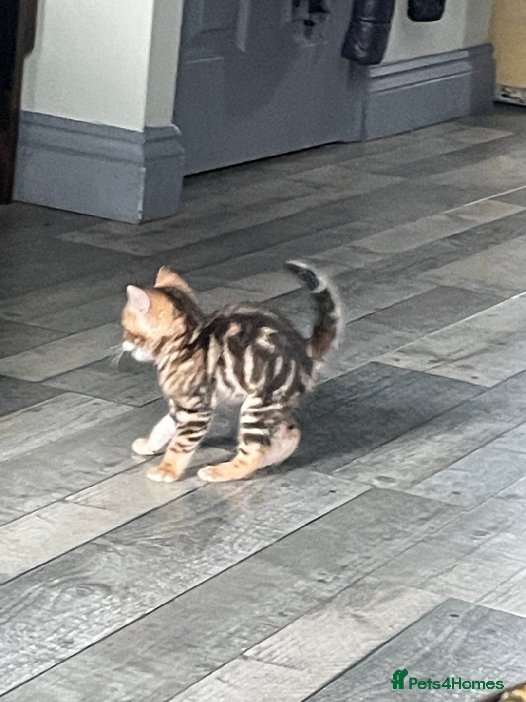 Bengal cats for sale: Cute and fluffy half Bengal kittens  - Image 34