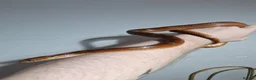 Corn Snake reptiles for sale: Corn snake for sale in Skelmersdale - Advert 5
