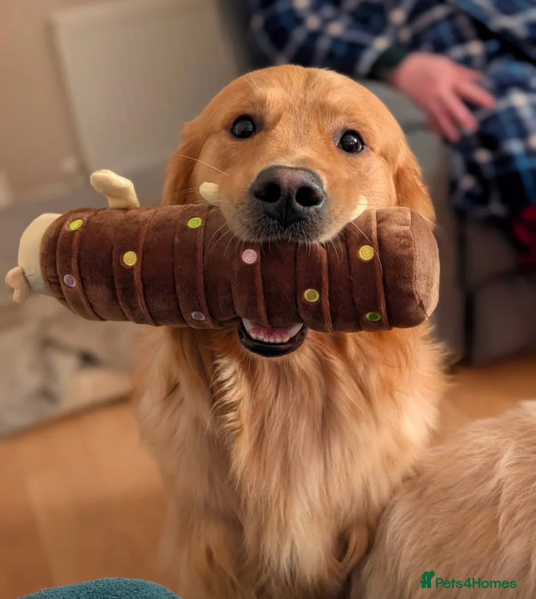 Golden Retriever dogs for sale: February Litter Announcement  - Advert 4