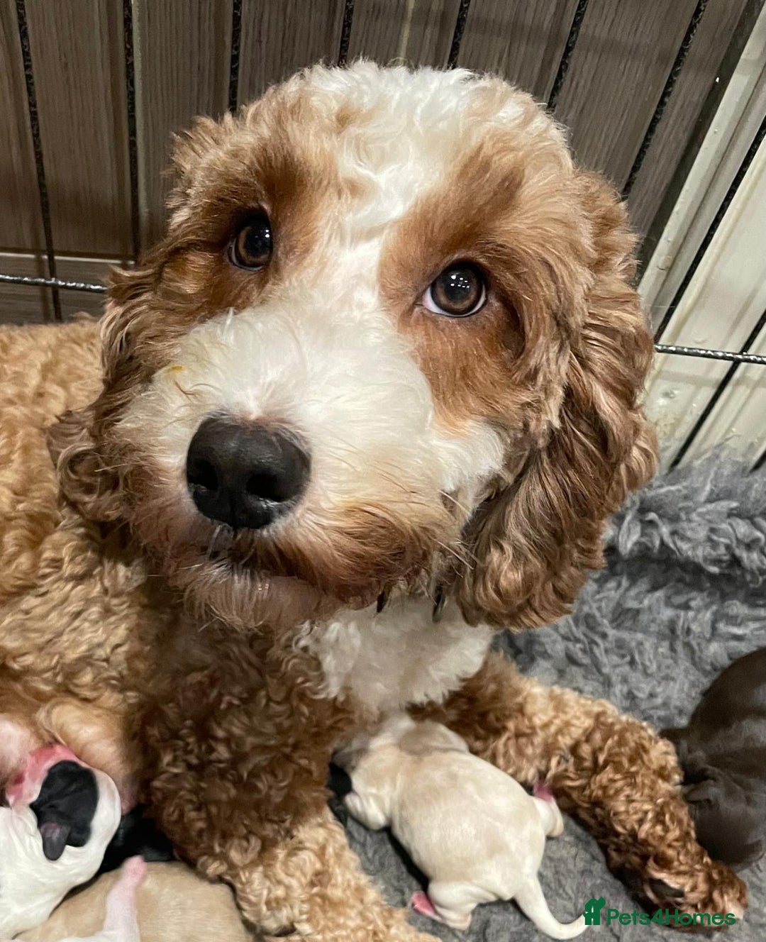 Cockapoo dogs for sale: 💛*COCKERPOO’S READY NOW in Cheshire*💛🏡 - Advert 9