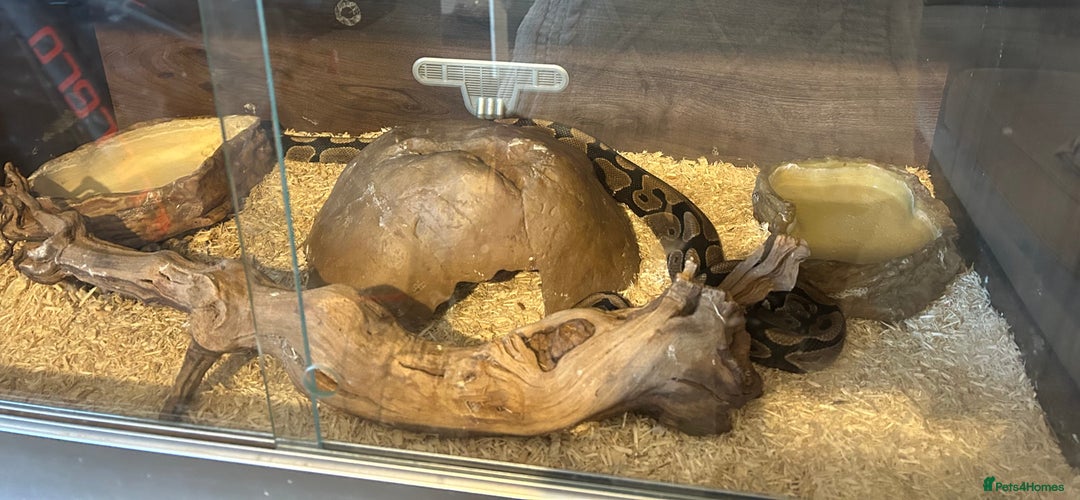 Python Snake reptiles for sale: Python Snake  - Advert 4