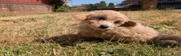 Poochon dogs for sale: F1 Poochon Puppies READY TO LEAVE *reduced* - Advert 17