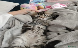 Mixed Breed cats for sale: 5 Kittens for sale - Image 10