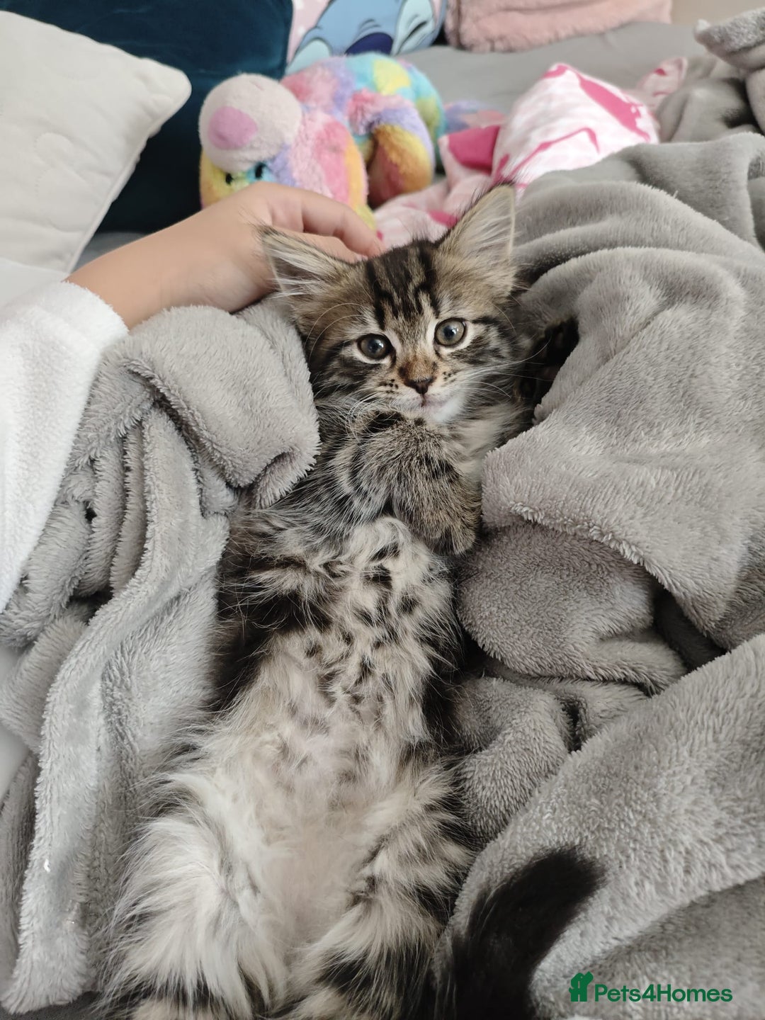 Mixed Breed cats for sale: 5 Kittens for sale - Image 10