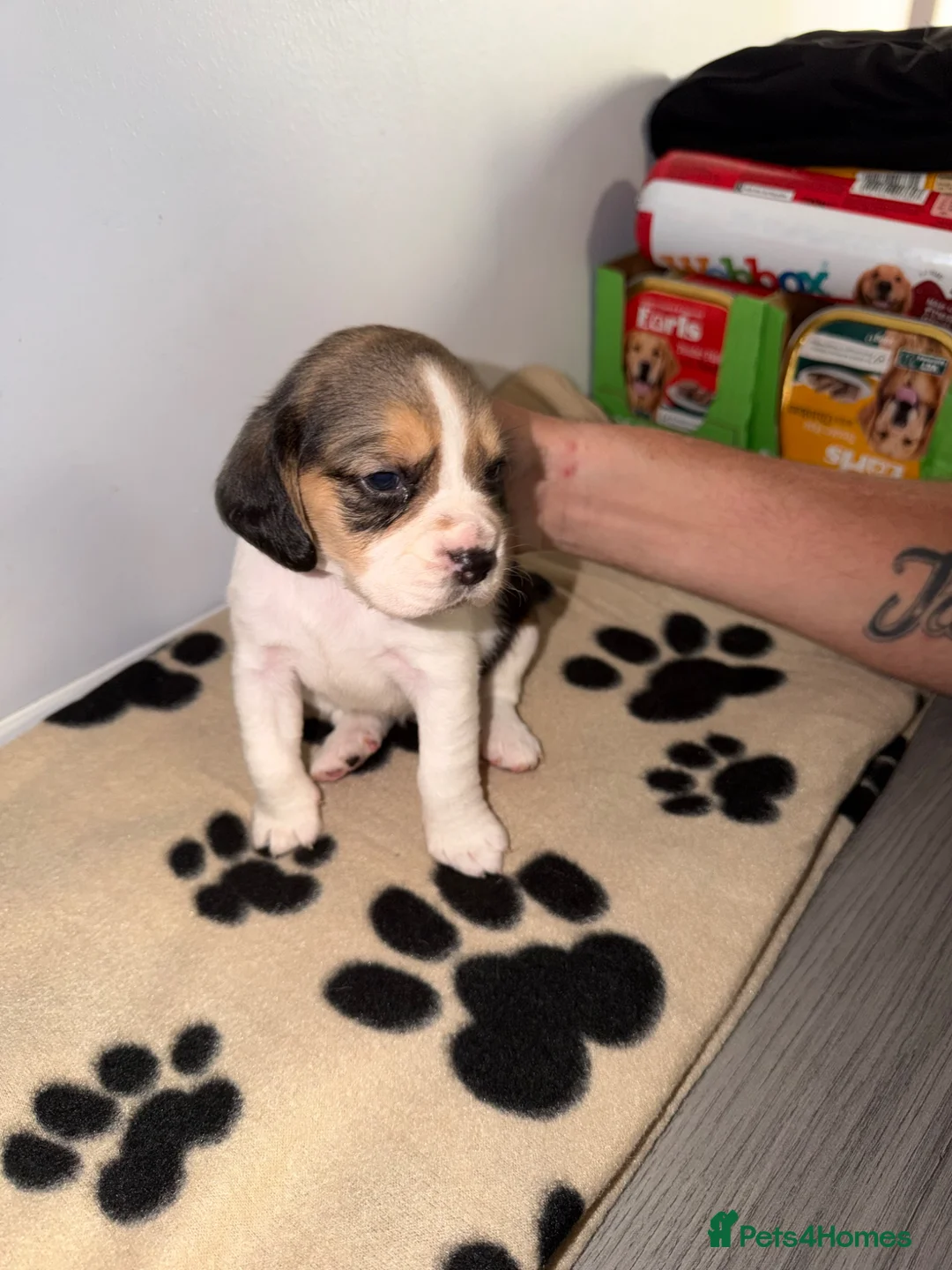 Beagle dogs for sale: KC registered Beagle puppies 🐶  - Advert 37
