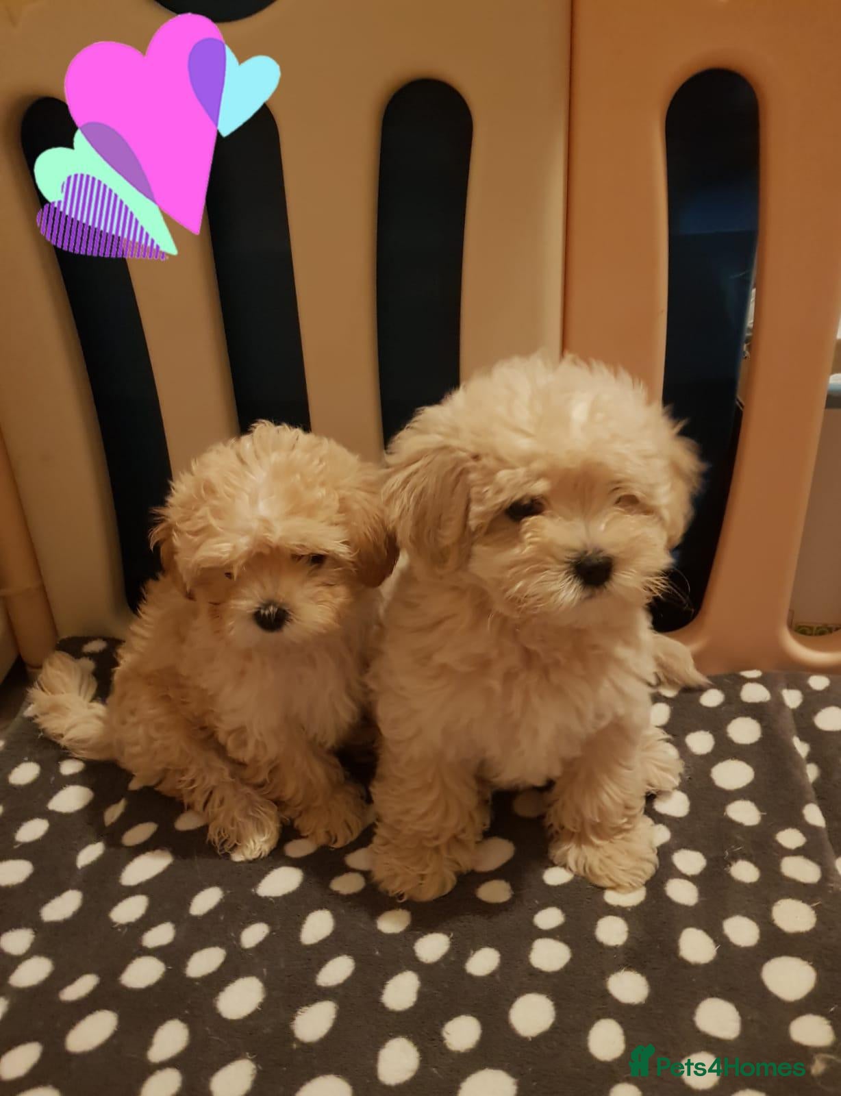 Maltipoo dogs Cute and fluffy maltipoo girls ❤️ - Advert 1