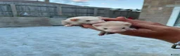 Ferret rodents for sale: 6 Ferret Jill’s available  - Advert 4