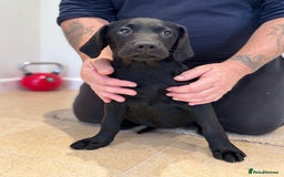 Labrador Retriever dogs for sale: 🩷Two Girls🩷 Fully Vaccinated-KC Labrador Puppies in Launceston - Image 9