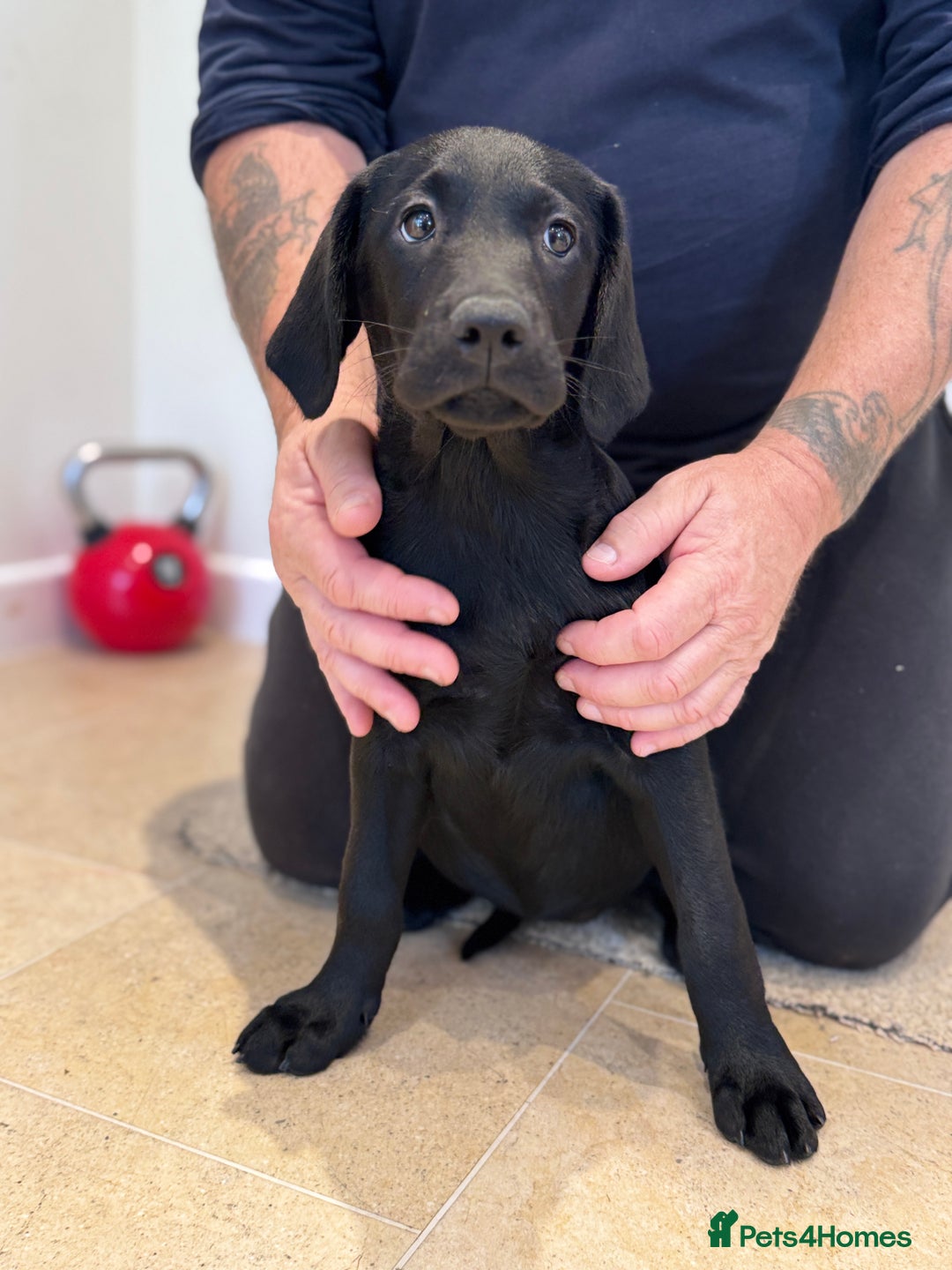 Labrador Retriever dogs for sale: 🩷Two Girls🩷 Fully Vaccinated-KC Labrador Puppies in Launceston - Image 9