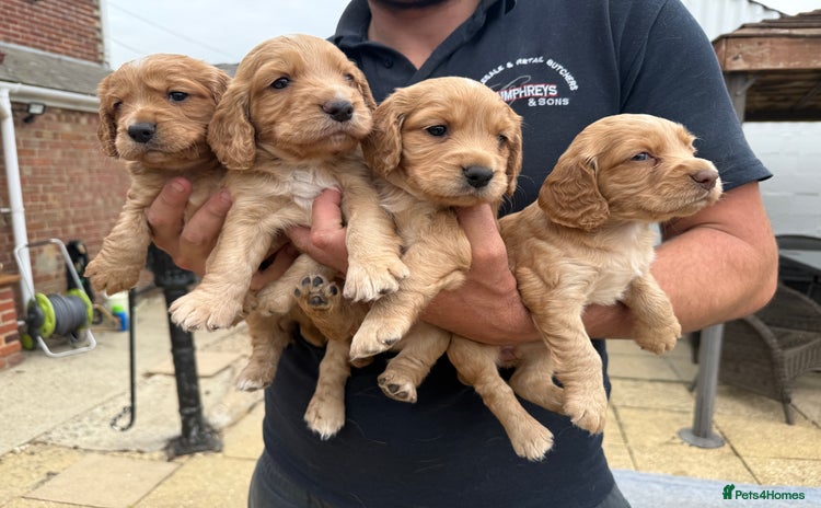 Cocker Spaniel dogs - Advert 7