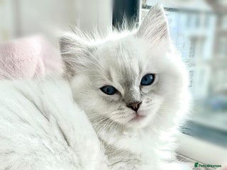 Ragdoll cats Ready to go!!! DNA Tested Charming Ragdoll Kittens - Advert 15