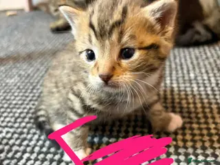 Mixed Breed cats 3 beautiful female kittens - Advert 2