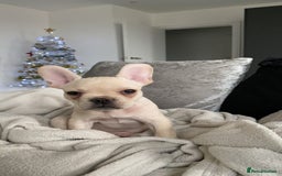 French Bulldog dogs for stud: 🔥 SIMBA 🔥 French Bulldog for Stud - Advert 19