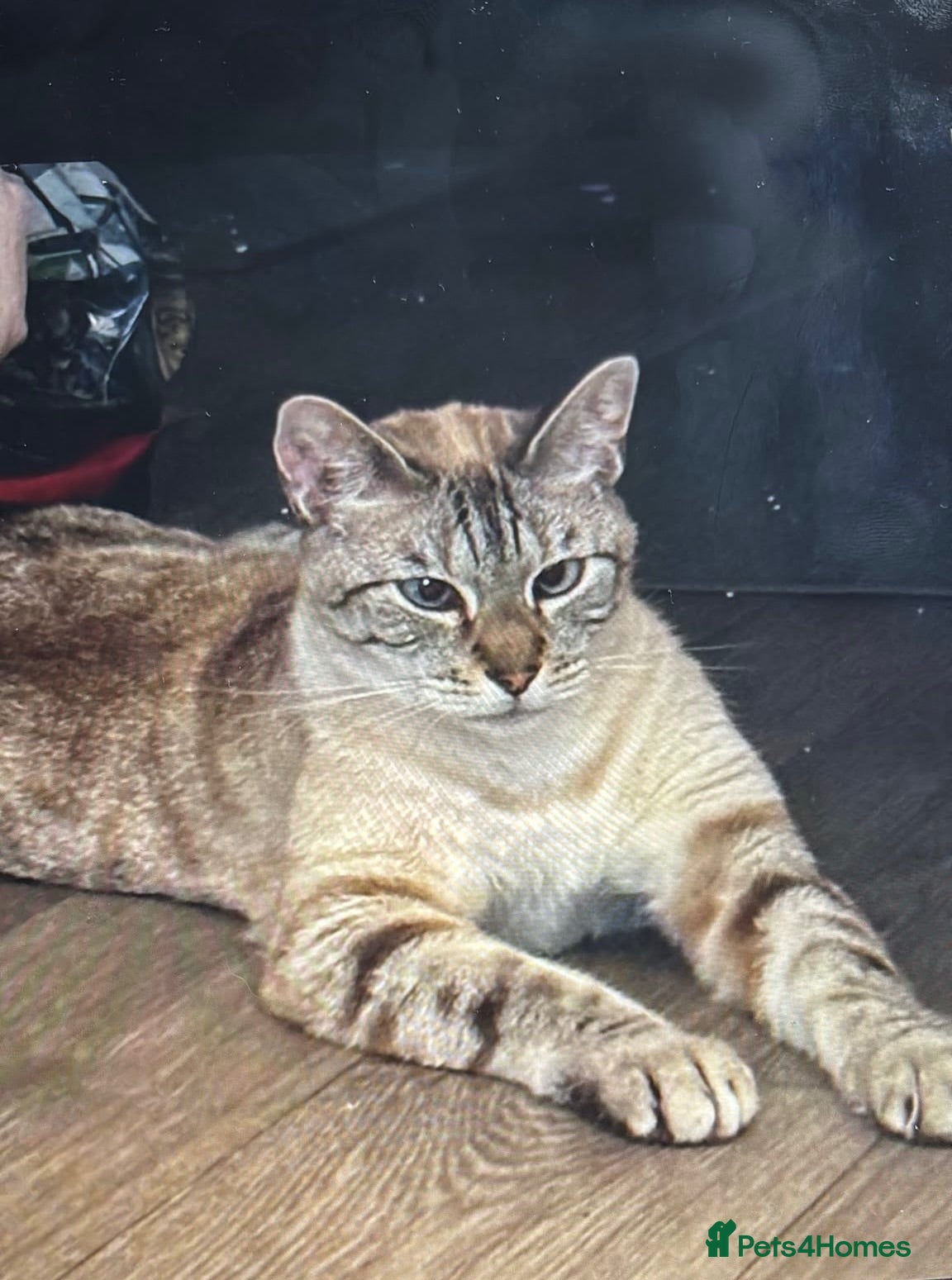 Bengal cats 8 year old male cat - Advert 3