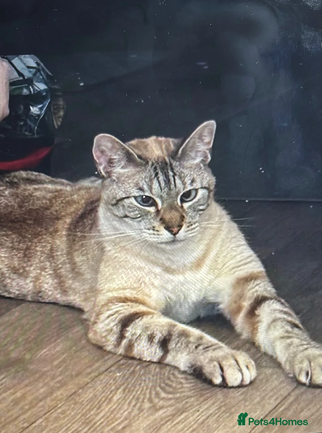 Bengal cats for sale: 8 year old male cat in Billingshurst - Advert 1