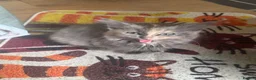 Mixed Breed cats for sale: Beautiful mixed grey kittens - Advert 13