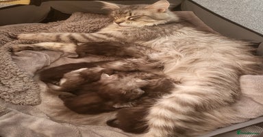 Maine Coon cats in Usk - Advert 7