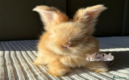 Angora rabbits for sale: Fully Vaccinated Maxi Faced English Angora - Advert 6