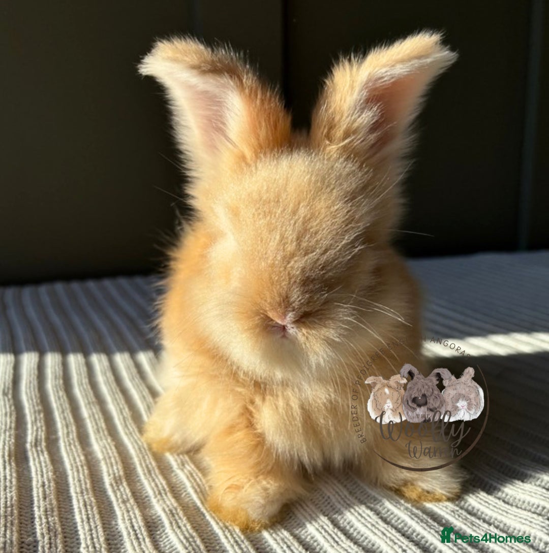 Angora rabbits for sale: Fully Vaccinated Maxi Faced English Angora - Advert 6