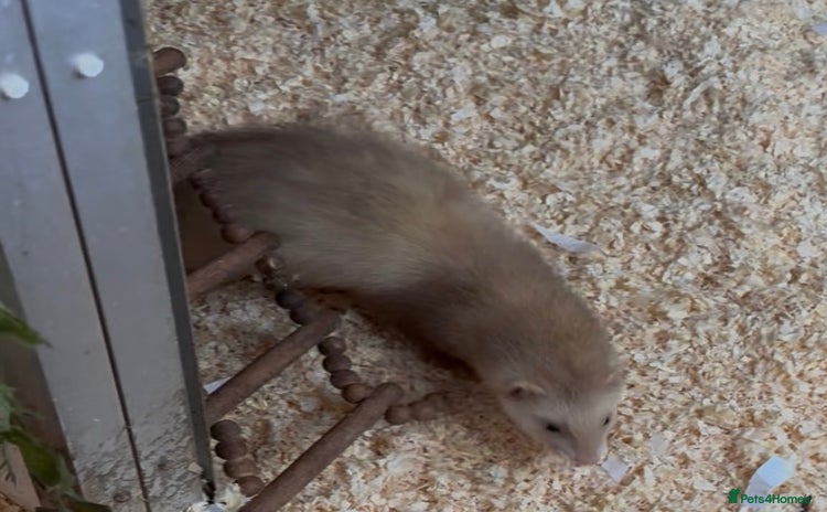 Ferret rodents Jill ferret’s available  - Advert 2