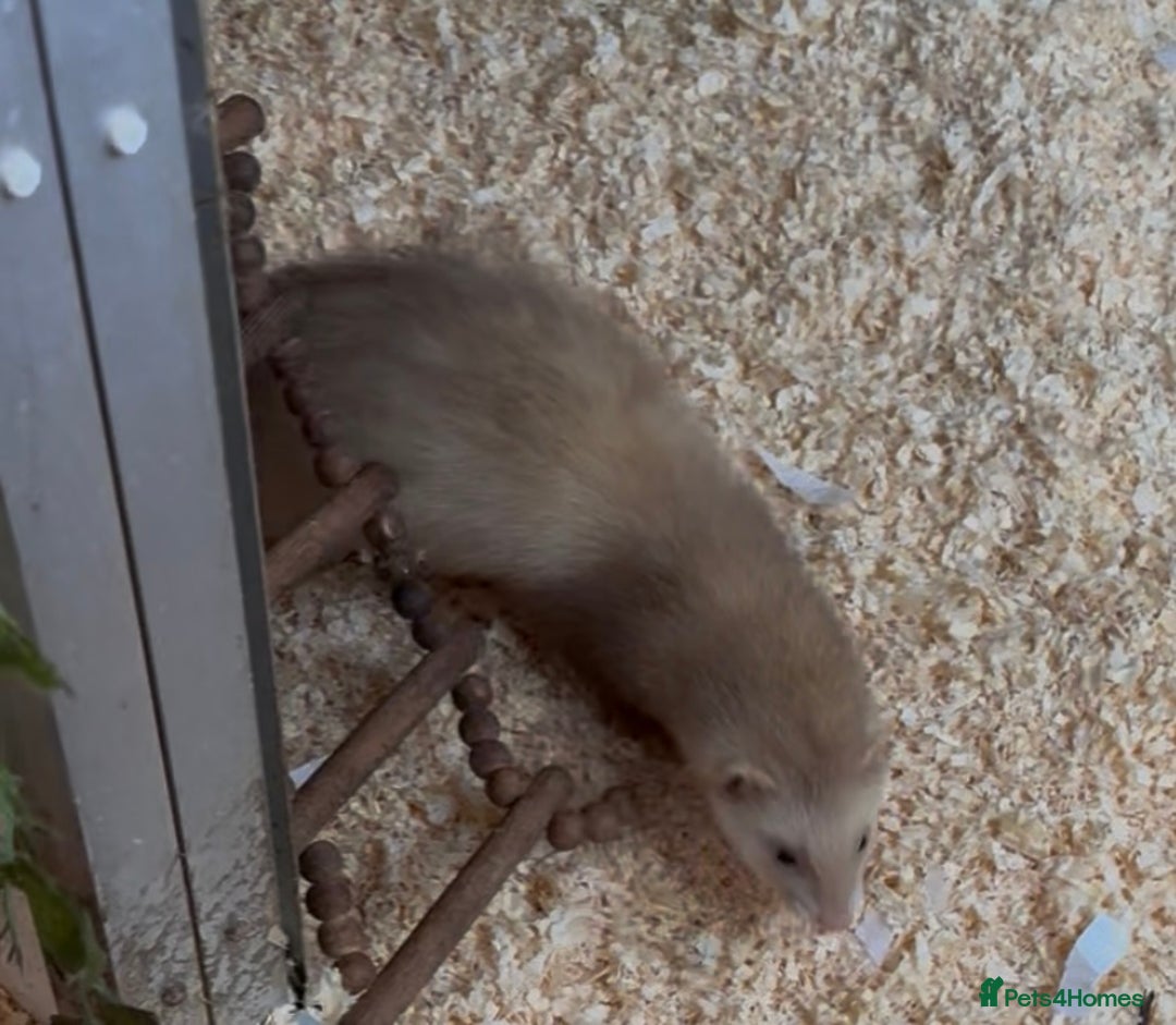 Ferret rodents for sale: Jill ferret’s available  - Advert 1