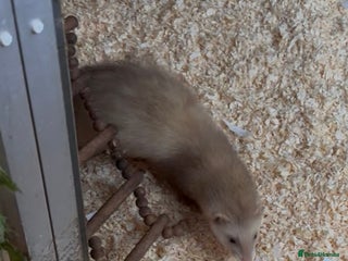 Ferret rodents Jill ferret’s available - Advert 3