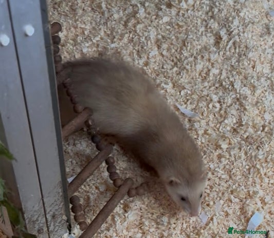 Ferret rodents Jill ferret’s available - Advert 1