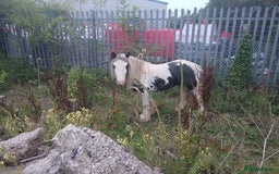 Irish Cob horses for sale: Cob colt  - Image 4
