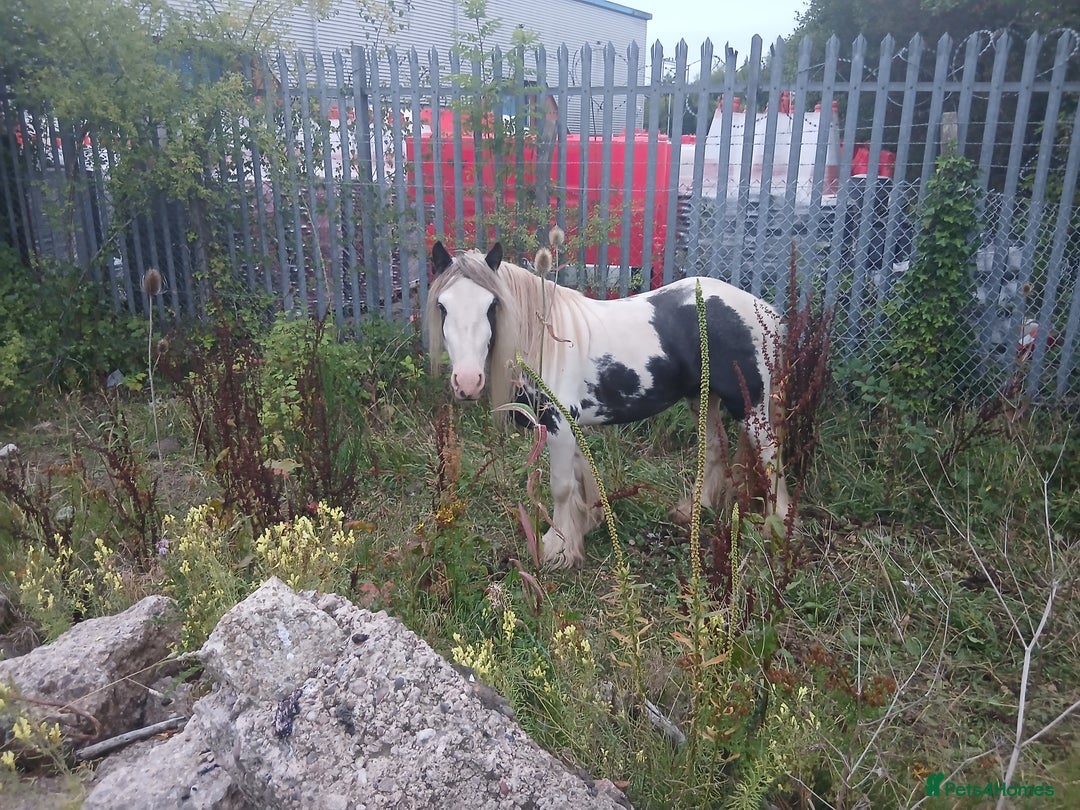 Irish Cob horses for sale: Cob colt  - Image 4